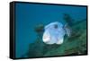 Starry Puffer over Maldive Victory Wreck-Reinhard Dirscherl-Framed Stretched Canvas