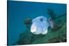 Starry Puffer over Maldive Victory Wreck-Reinhard Dirscherl-Stretched Canvas