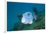 Starry Puffer over Maldive Victory Wreck-Reinhard Dirscherl-Framed Photographic Print