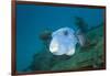 Starry Puffer over Maldive Victory Wreck-Reinhard Dirscherl-Framed Photographic Print