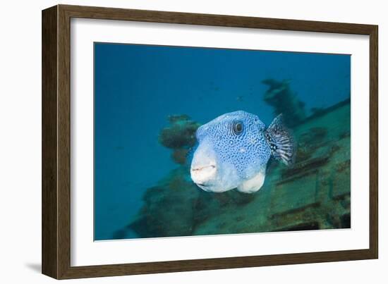 Starry Puffer over Maldive Victory Wreck-Reinhard Dirscherl-Framed Photographic Print