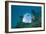 Starry Puffer over Maldive Victory Wreck-Reinhard Dirscherl-Framed Photographic Print