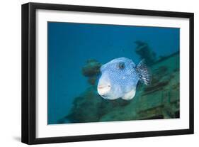 Starry Puffer over Maldive Victory Wreck-Reinhard Dirscherl-Framed Photographic Print