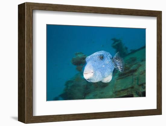 Starry Puffer over Maldive Victory Wreck-Reinhard Dirscherl-Framed Photographic Print