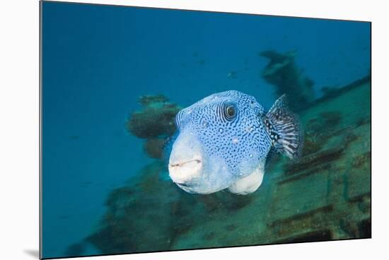 Starry Puffer over Maldive Victory Wreck-Reinhard Dirscherl-Mounted Photographic Print