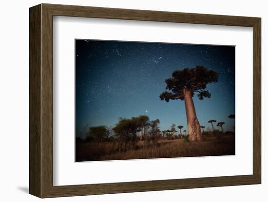 Starry Sky and Baobab Trees Highlighted by Moon. Madagascar-Dudarev Mikhail-Framed Photographic Print