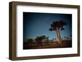 Starry Sky and Baobab Trees Highlighted by Moon. Madagascar-Dudarev Mikhail-Framed Photographic Print