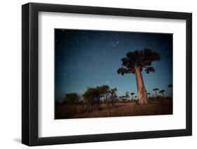 Starry Sky and Baobab Trees Highlighted by Moon. Madagascar-Dudarev Mikhail-Framed Photographic Print