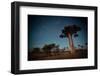 Starry Sky and Baobab Trees Highlighted by Moon. Madagascar-Dudarev Mikhail-Framed Photographic Print