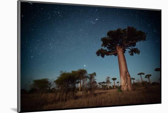 Starry Sky and Baobab Trees Highlighted by Moon. Madagascar-Dudarev Mikhail-Mounted Photographic Print