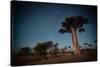 Starry Sky and Baobab Trees Highlighted by Moon. Madagascar-Dudarev Mikhail-Stretched Canvas