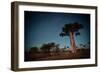 Starry Sky and Baobab Trees Highlighted by Moon. Madagascar-Dudarev Mikhail-Framed Photographic Print