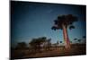 Starry Sky and Baobab Trees Highlighted by Moon. Madagascar-Dudarev Mikhail-Mounted Photographic Print