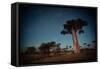 Starry Sky and Baobab Trees Highlighted by Moon. Madagascar-Dudarev Mikhail-Framed Stretched Canvas
