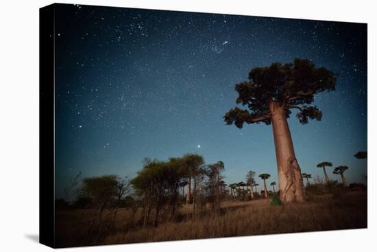 Starry Sky and Baobab Trees Highlighted by Moon. Madagascar-Dudarev Mikhail-Stretched Canvas