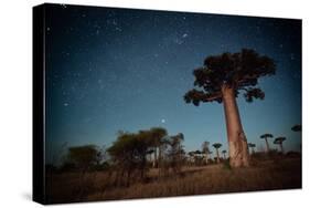 Starry Sky and Baobab Trees Highlighted by Moon. Madagascar-Dudarev Mikhail-Stretched Canvas