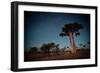 Starry Sky and Baobab Trees Highlighted by Moon. Madagascar-Dudarev Mikhail-Framed Photographic Print