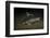 Starry Sturgeon (Acipenser Stellatus) Captive At Danube Delta Eco-Tourism Museum Centre Aquarium-Lundgren-Framed Photographic Print