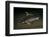 Starry Sturgeon (Acipenser Stellatus) Captive At Danube Delta Eco-Tourism Museum Centre Aquarium-Lundgren-Framed Photographic Print