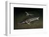 Starry Sturgeon (Acipenser Stellatus) Captive At Danube Delta Eco-Tourism Museum Centre Aquarium-Lundgren-Framed Photographic Print