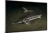 Starry Sturgeon (Acipenser Stellatus) Captive At Danube Delta Eco-Tourism Museum Centre Aquarium-Lundgren-Mounted Photographic Print