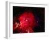 Stars and Nebula-Terry Why-Framed Photographic Print