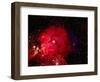 Stars and Nebula-Terry Why-Framed Photographic Print