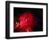 Stars and Nebula-Terry Why-Framed Photographic Print