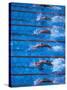 Start of a Men's Backstroke Swimming Race-Steven Sutton-Stretched Canvas