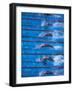 Start of a Men's Backstroke Swimming Race-Steven Sutton-Framed Photographic Print