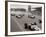 Start of the British Grand Prix at Siverstone, 1965-null-Framed Photographic Print