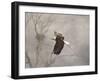 Starting over Bald Eagle-Jai Johnson-Framed Giclee Print