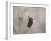 Starting over Bald Eagle-Jai Johnson-Framed Giclee Print