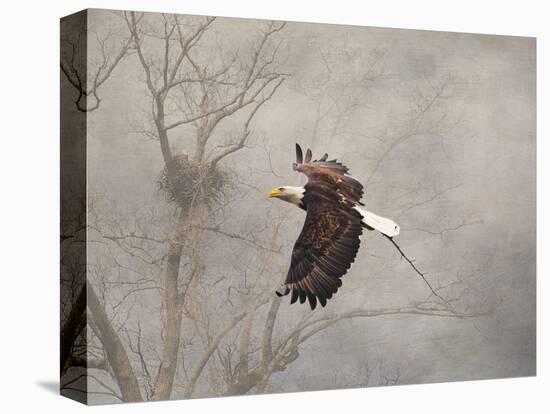 Starting over Bald Eagle-Jai Johnson-Stretched Canvas