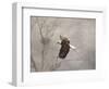 Starting over Bald Eagle-Jai Johnson-Framed Giclee Print