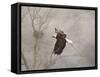 Starting over Bald Eagle-Jai Johnson-Framed Stretched Canvas