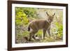 Startled Eurasian lynx kitten, aged eight weeks-Edwin Giesbers-Framed Photographic Print