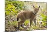 Startled Eurasian lynx kitten, aged eight weeks-Edwin Giesbers-Mounted Photographic Print