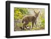 Startled Eurasian lynx kitten, aged eight weeks-Edwin Giesbers-Framed Photographic Print