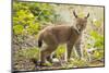 Startled Eurasian lynx kitten, aged eight weeks-Edwin Giesbers-Mounted Photographic Print