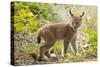 Startled Eurasian lynx kitten, aged eight weeks-Edwin Giesbers-Stretched Canvas