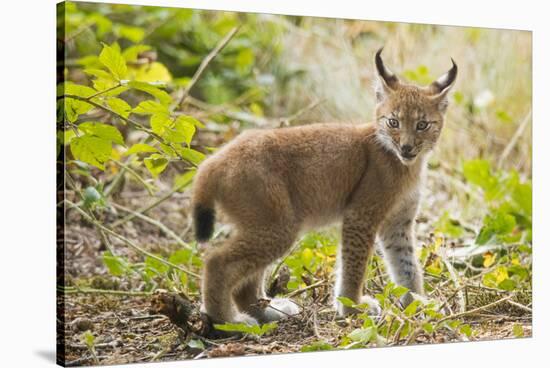 Startled Eurasian lynx kitten, aged eight weeks-Edwin Giesbers-Stretched Canvas