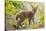 Startled Eurasian lynx kitten, aged eight weeks-Edwin Giesbers-Stretched Canvas