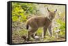 Startled Eurasian lynx kitten, aged eight weeks-Edwin Giesbers-Framed Stretched Canvas