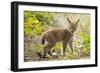 Startled Eurasian lynx kitten, aged eight weeks-Edwin Giesbers-Framed Photographic Print