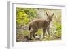 Startled Eurasian lynx kitten, aged eight weeks-Edwin Giesbers-Framed Photographic Print