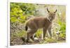 Startled Eurasian lynx kitten, aged eight weeks-Edwin Giesbers-Framed Photographic Print