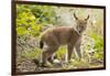 Startled Eurasian lynx kitten, aged eight weeks-Edwin Giesbers-Framed Photographic Print