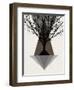 Startree Brown-null-Framed Art Print