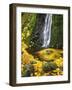 Starvation Creek Falls Creates a Maple Leaf Whirlpool on Water-Steve Terrill-Framed Photographic Print